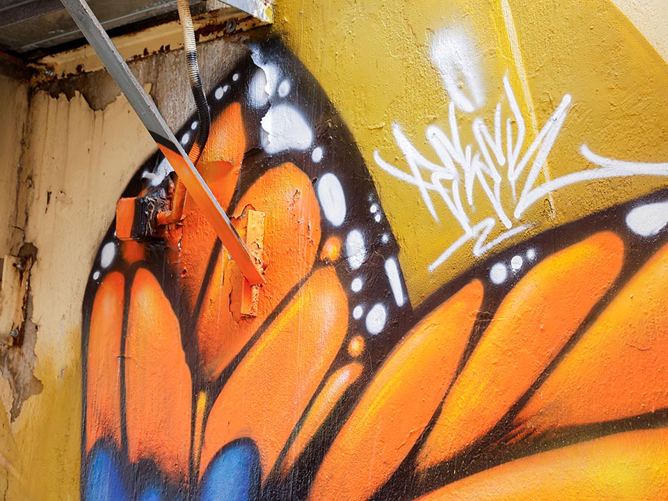 Fever的街头壁画中之蝴蝶翅膀特写。