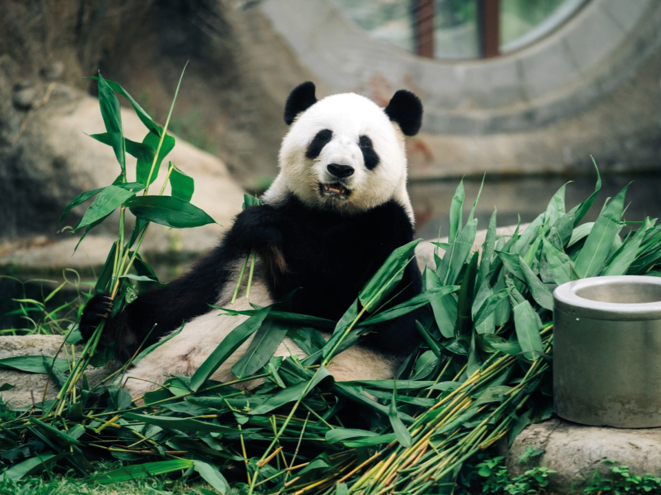香港海洋公园的熊猫。