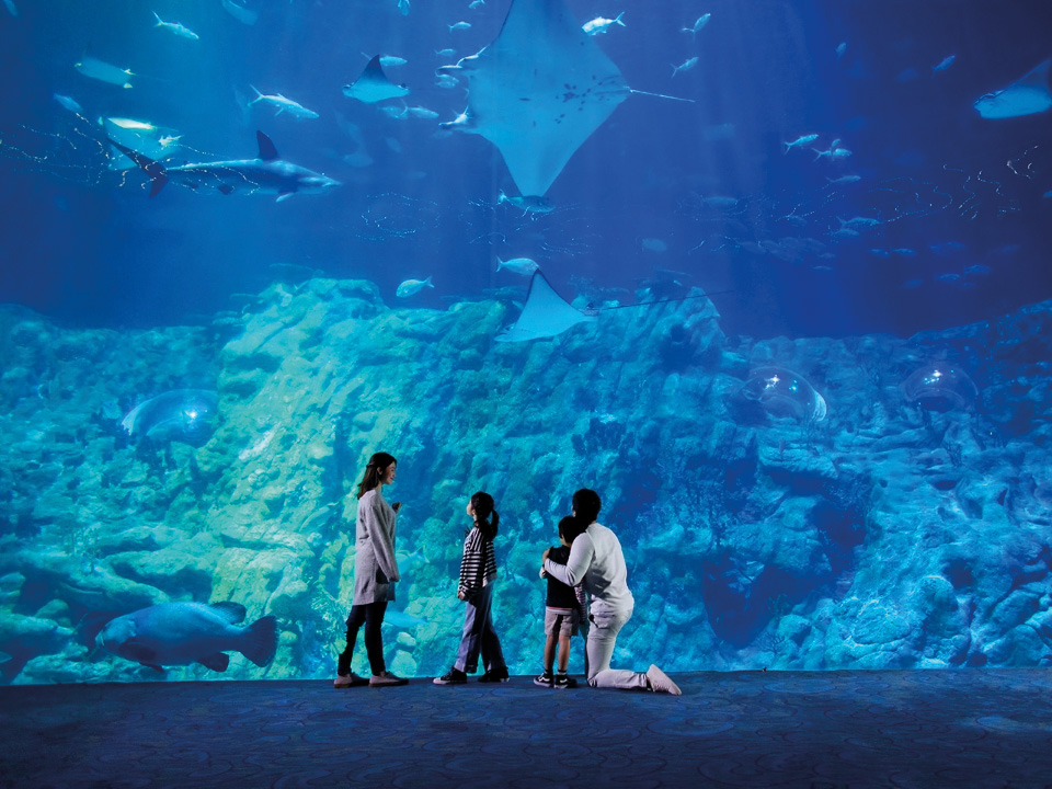 一家人参观香港海洋公园水族馆。