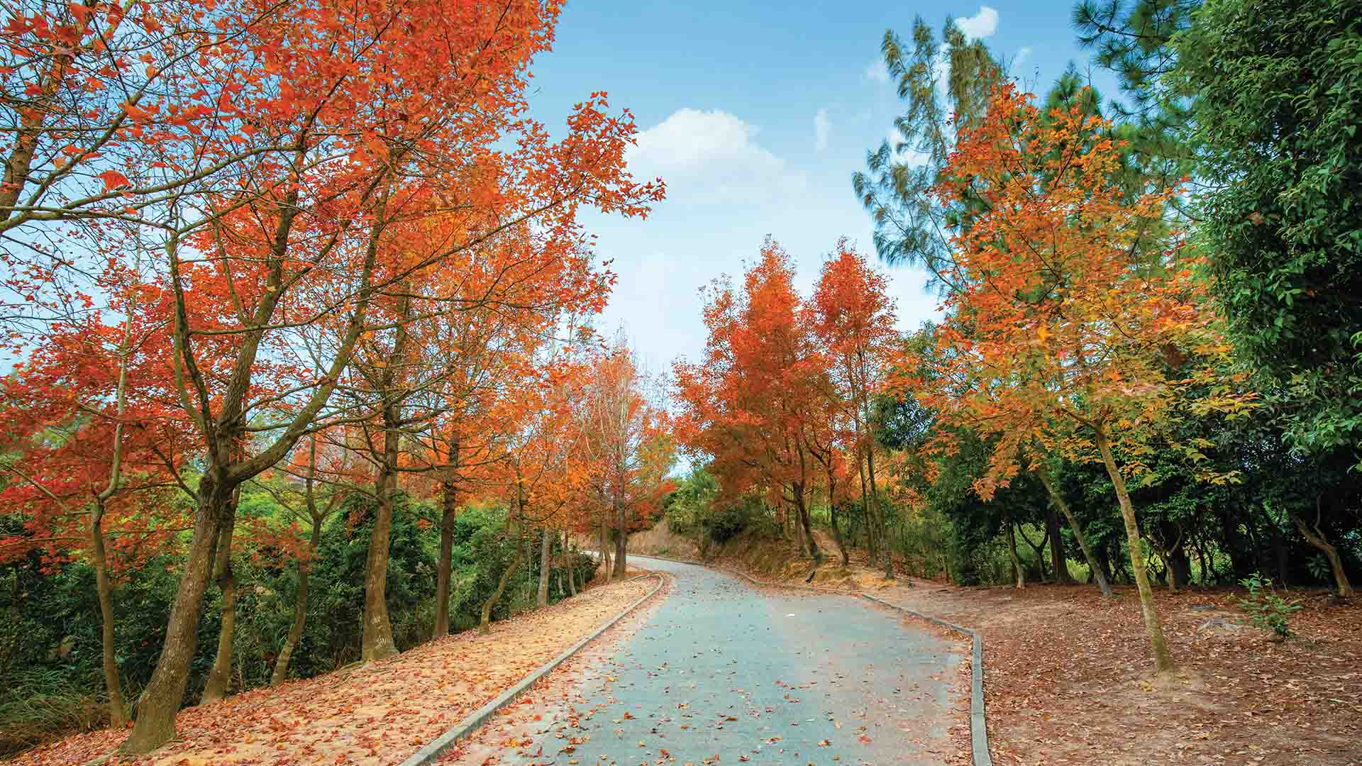 大榄郊野公园枫香林各种色彩的叶片